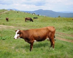 Ukraina_Karpaty (11)