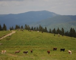 Ukraina_Karpaty (12)