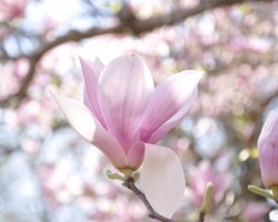 nj-park-12a