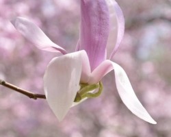 nj-park-16a
