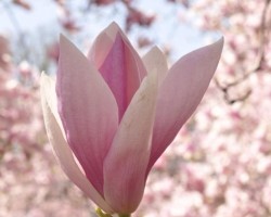 nj-park-28a