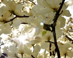 nj-park-53a