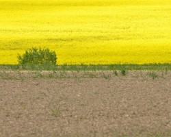 Plener_miedzynarodowy_RSF_Slowacja_fot_Jan_Szczepanski (2)
