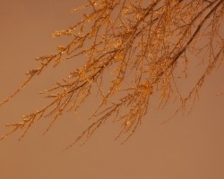 dsc_0009